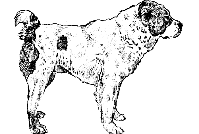 Alabai Dog Coloring Pages