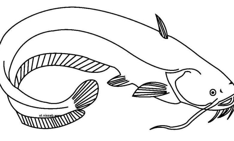 Animal Catfish Coloring Page