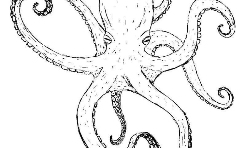 Animal Drawings Octopus Coloring Page
