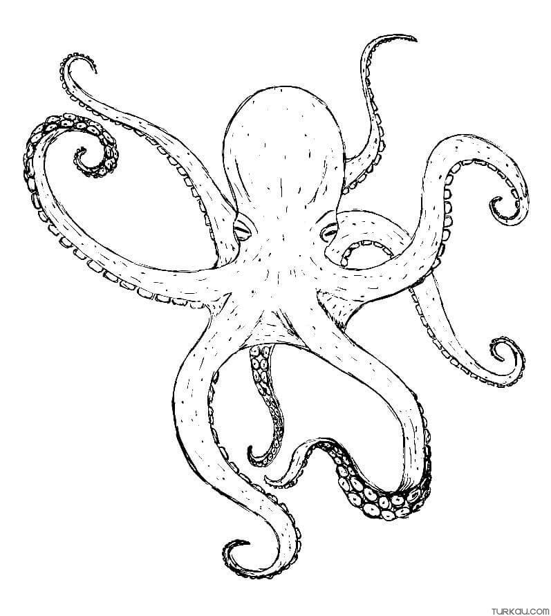 Octopus portrait ink drawing – -Resolution: 6656 by 9728 pixels ▻