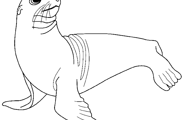 Animal Seal Coloring Page