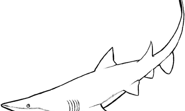 Animal Shark Coloring Page