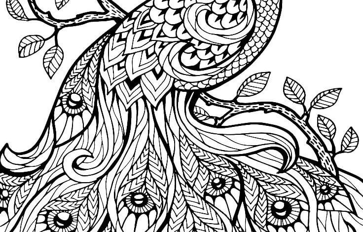 Art Peacock Coloring Page