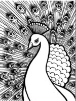 Best Peacock Coloring Page Best Peacock Coloring Page