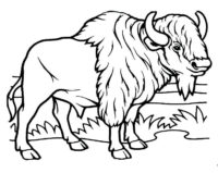 Buffalo Coloring Page