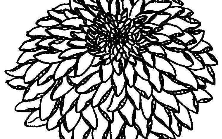 Chrysanthemum Flower Coloring Page