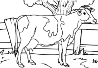 Cow Coloring Page Cow Coloring Page