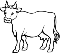 Cow Coloring Pages Cow Coloring Pages