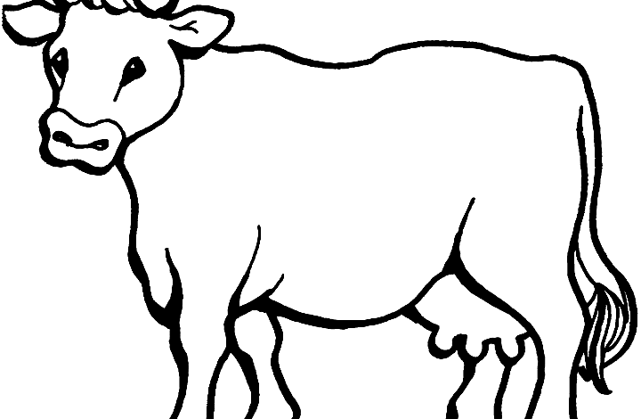 Cow Coloring Pages