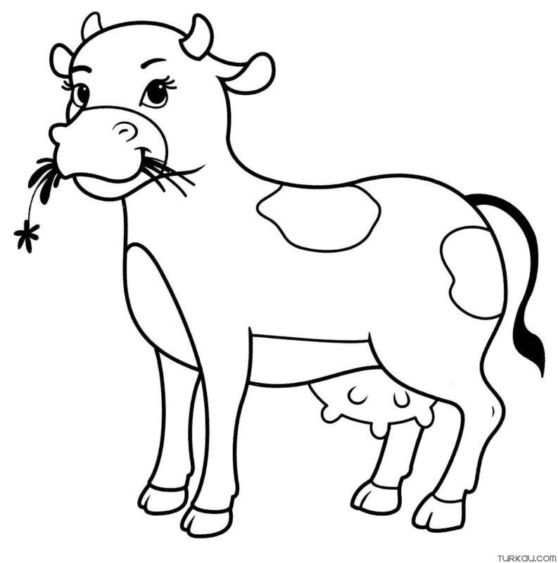 Cow Eating Coloring Pages » Turkau