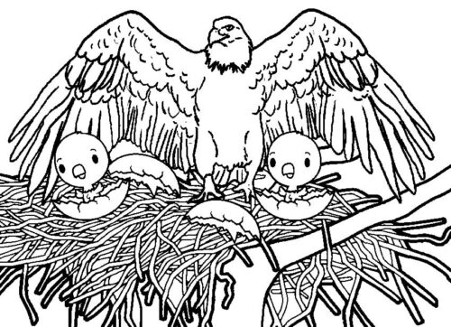 Eagle Family Coloring Page