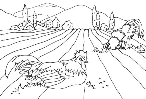 Farm Rooster Coloring Page