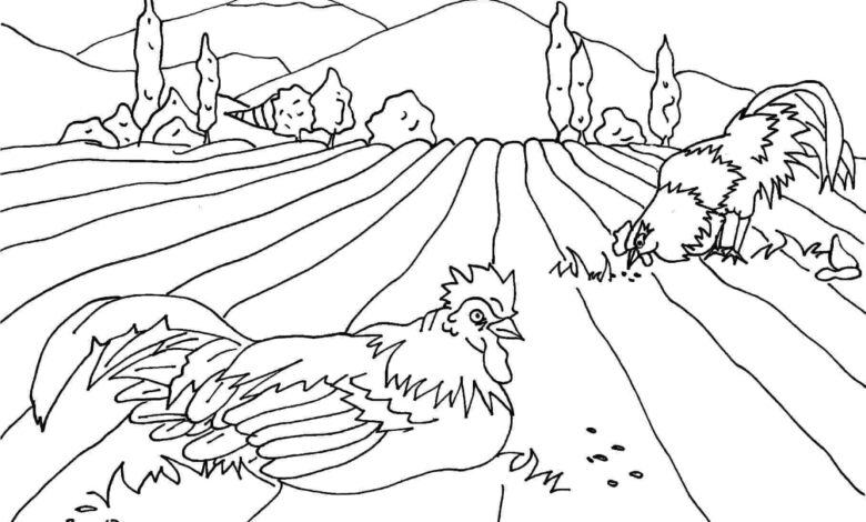 Farm Rooster Coloring Page