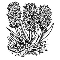 Flower Hyacinth Coloring Page