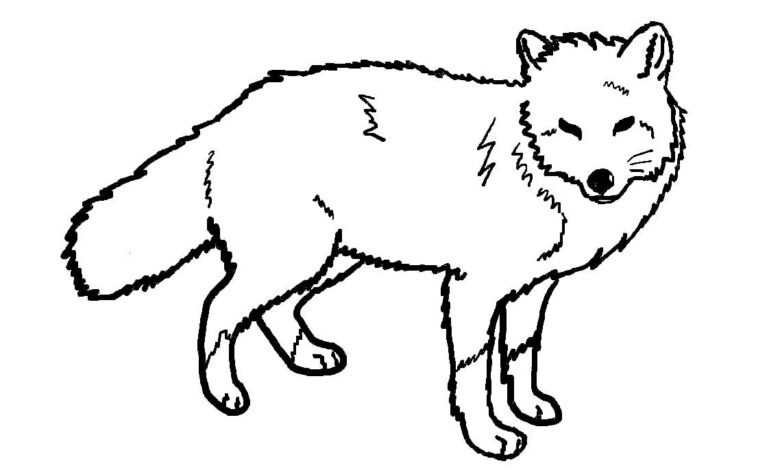 Fox Coloring Page