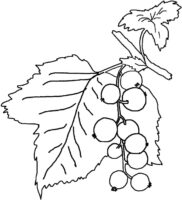 Fruit Tree Branch Coloring Page