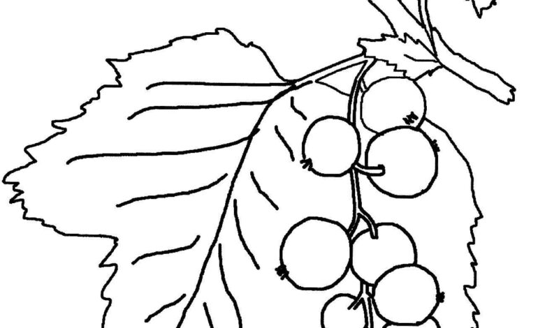 Fruit Tree Branch Coloring Page