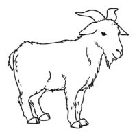 Goat Coloring Page