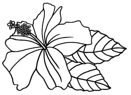 Hibiscus Flower Coloring Page