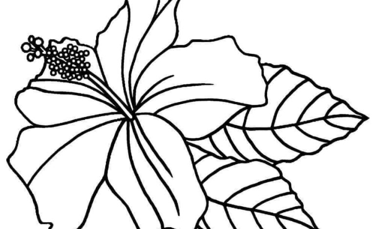 Hibiscus Flower Coloring Page