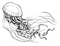 Jellyfish Drawing Coloring Page