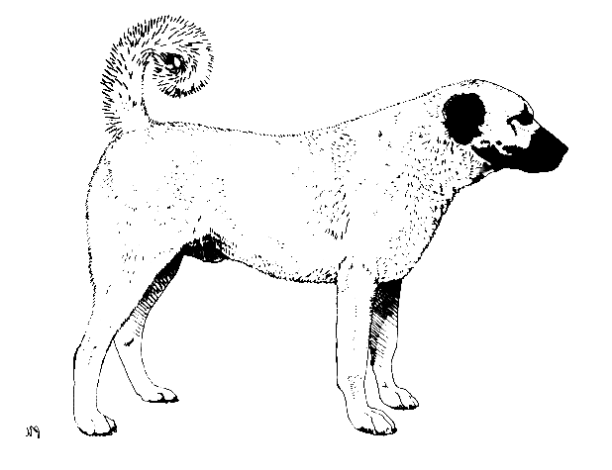 Kangal Dog Coloring Page