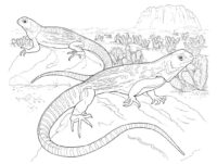 Lizard Drawing Coloring Pages