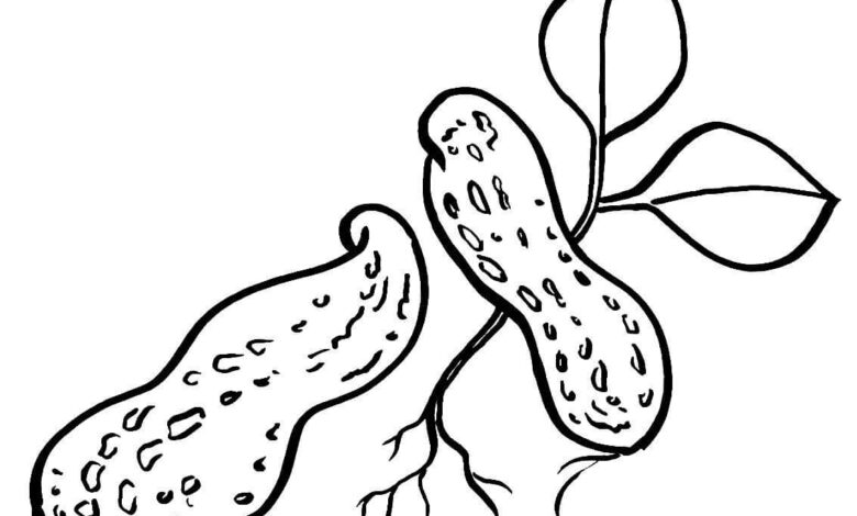 Peanut Coloring Page