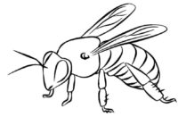 Real Bee Coloring Page Animal Drawing