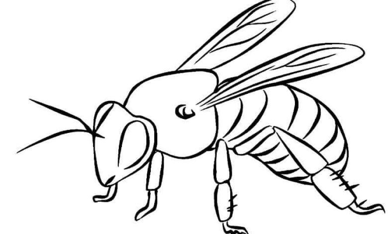 Real Bee Coloring Page