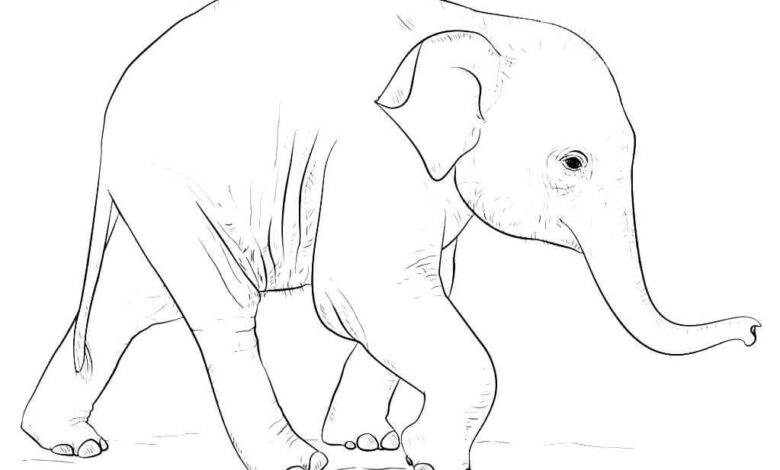 Realistic Baby Elephant Drawing Coloring Page
