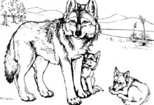 Realistic Wolf Coloring Page For Kids