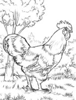 Rooster Drawing Coloring Page