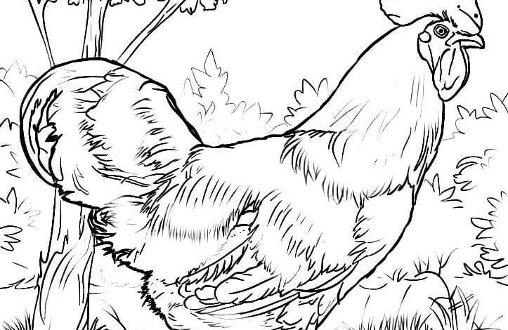 Rooster Drawing Coloring Page