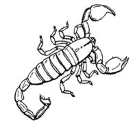 Scorpion Coloring Page