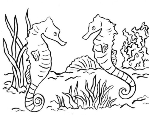 Sea Horse Coloring Page