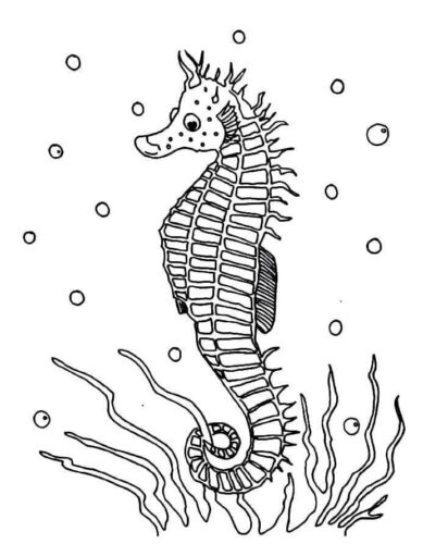 Seahorse Difficult Coloring Page