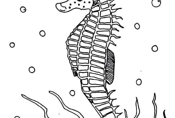 Seahorse Difficult Coloring Page
