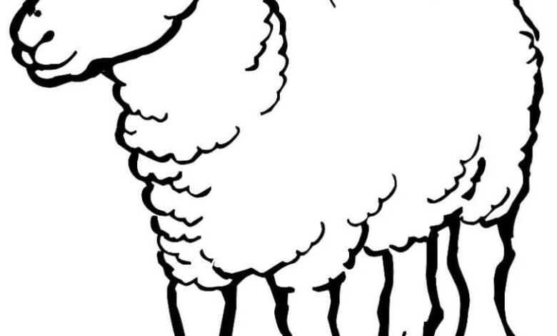 Sheep Coloring Pages