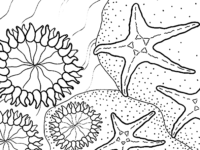 Sea Animals Starfish Coloring Page