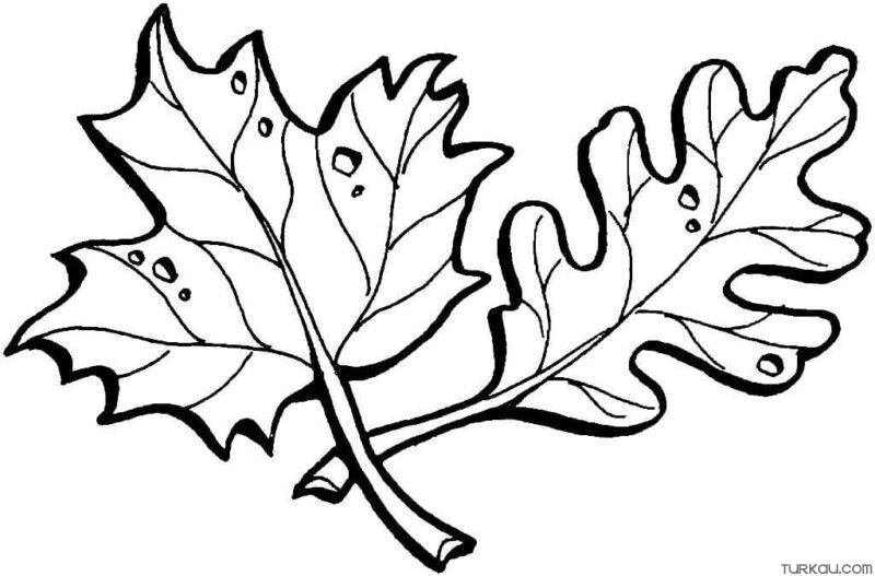 Various Leaves Fall Coloring Page » Turkau