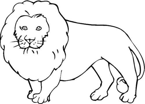 Wild Lion Coloring Pages