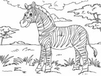 Hayvan Ormanda Zebra Boyama Sayfası