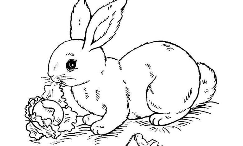 Cute Animal Rabbit Coloring Page