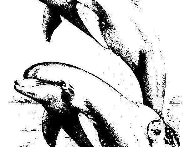 Dolphins Drawing Coloring Page