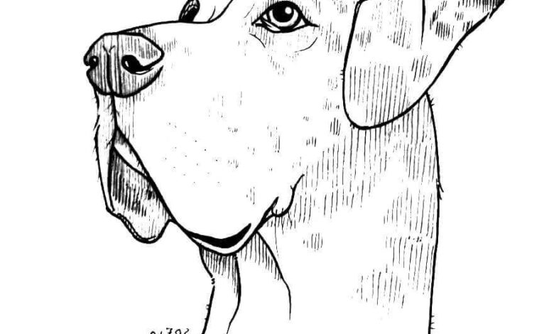 Great Dane Coloring Page