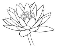 Lily Pad Drawing Coloring Page