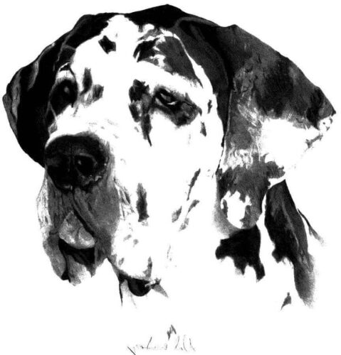 Realistic Great Dane Coloring Page