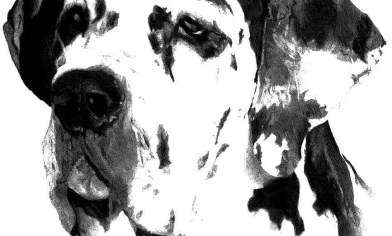 Realistic Great Dane Coloring Page