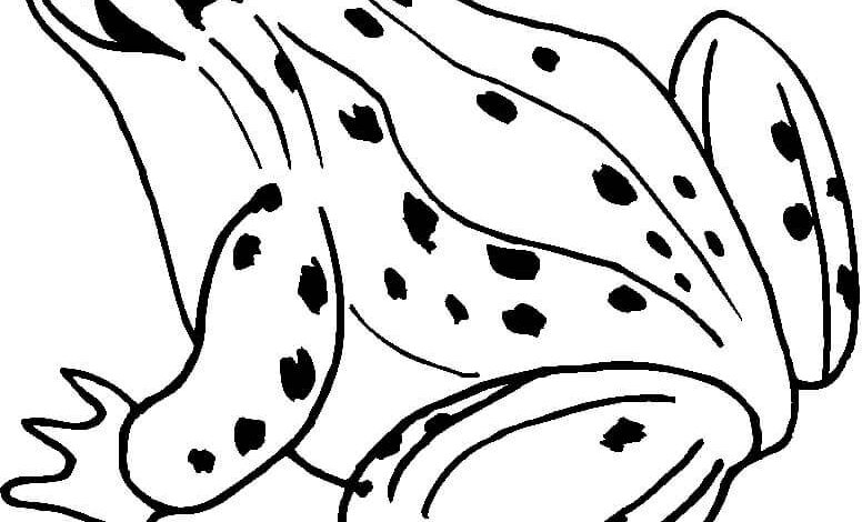 Smile Frog Coloring Page